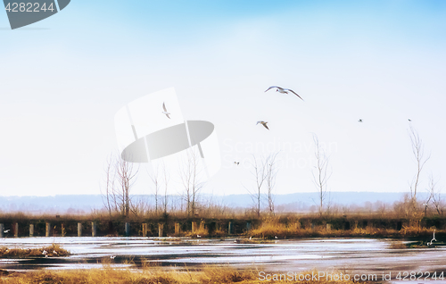 Image of Gulls At Spring Pond In The Field