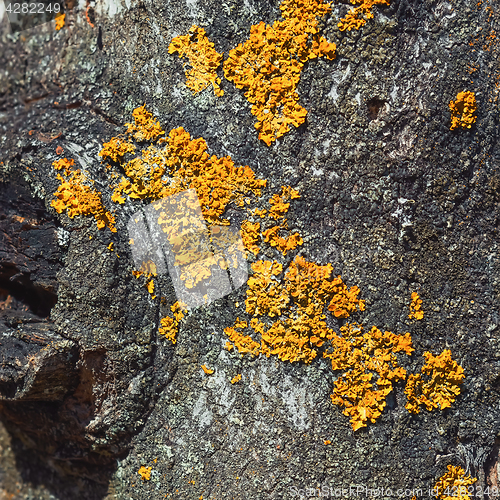 Image of Lichen On A Bark