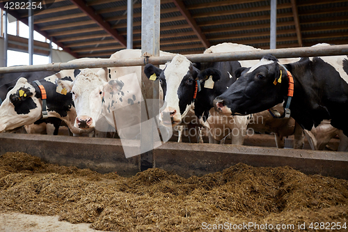 Image of herd of cows eating hay in cowshed on dairy farm