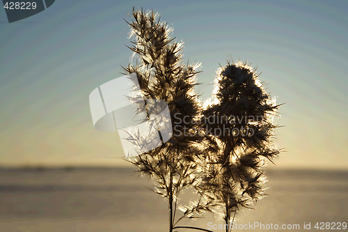 Image of Sunset on frozen sea shore