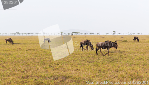 Image of wildebeests grazing in savannah at africa