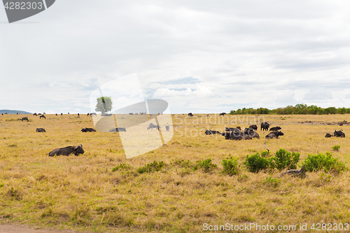 Image of buffalo bulls grazing in savannah at africa