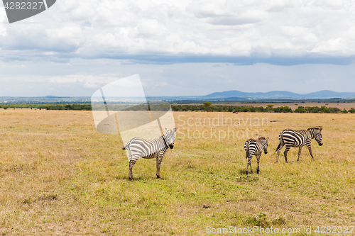 Image of herd of zebras grazing in savannah at africa