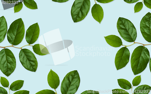 Image of green leaves on blue background