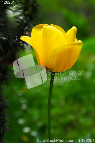 Image of Yellow tulip