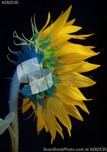 Image of Common Sunflower Flower Head