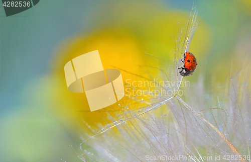 Image of ladybug on dandelion 