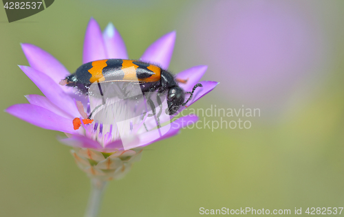 Image of Anthocomus bipunctatus bug