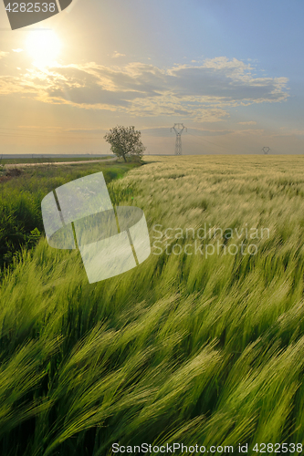 Image of Sunset over green rye field