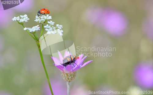 Image of Insects on flowers