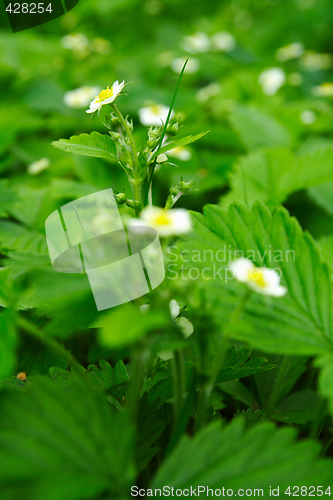 Image of Strawberry blossoms