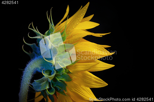 Image of Common Sunflower Flower Head