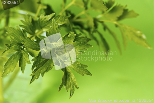 Image of Leaves of lovage