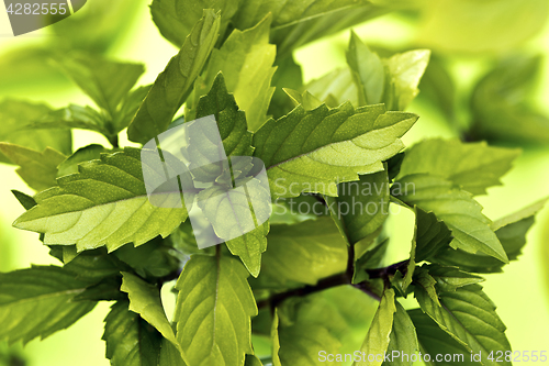 Image of Thai basil