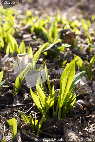 Image of Ramsons (bear\'s garlic)