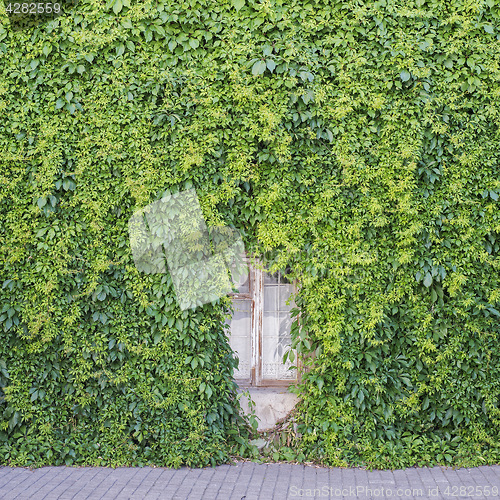 Image of Green creeper plant on the wall