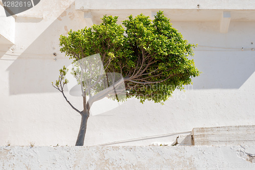 Image of Green tree near the white wall