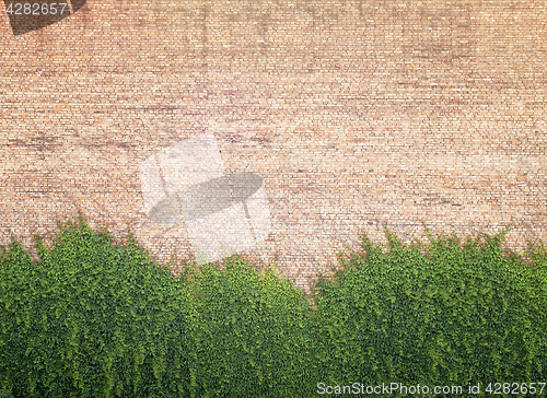 Image of Green creeper plant on the brickwall