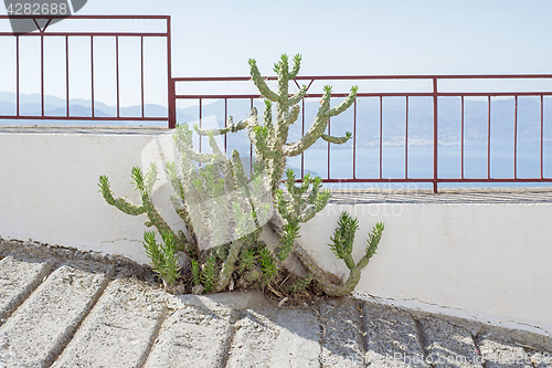 Image of Green cactus growing on the pathway