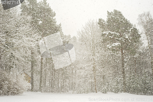 Image of Heavy snowfall in a forest