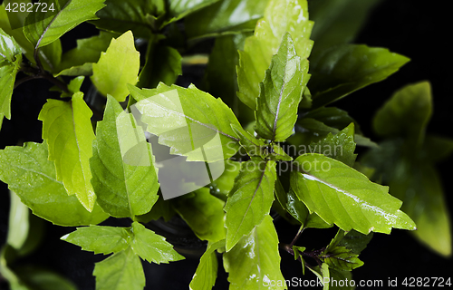 Image of Thai basil leaves