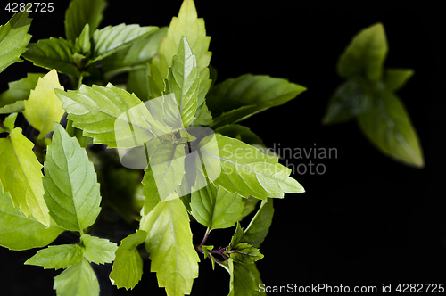 Image of Thai basil leaves