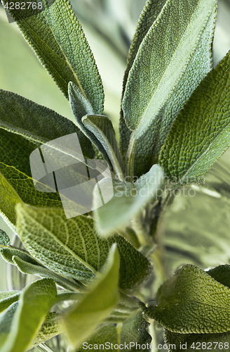 Image of Leaves of sage (salvia)