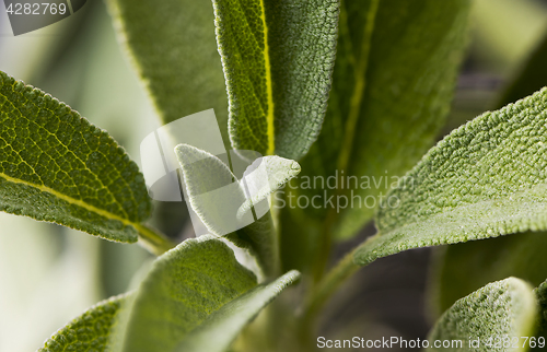 Image of Leaves of sage (salvia)