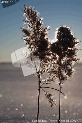 Image of Sunset on frozen sea shore