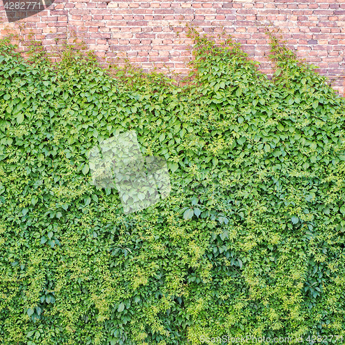 Image of Green creeper plant on the brickwall