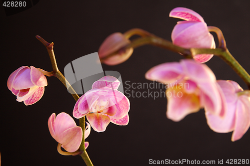 Image of Moth Orchid (Phalaenopsis orchidaceae)