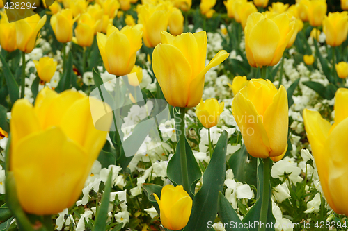 Image of Yellow tulip