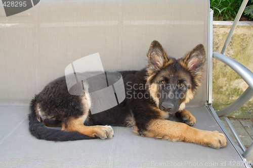 Image of German shepherd puppy