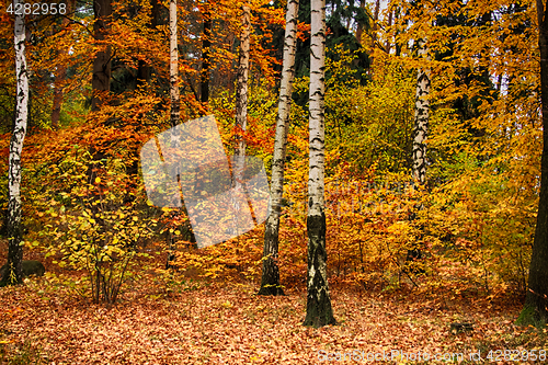 Image of color autumn forest