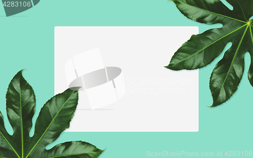 Image of white blank space and green leaves over turquoise