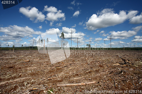 Image of Destruction Forest Felling of natural forest