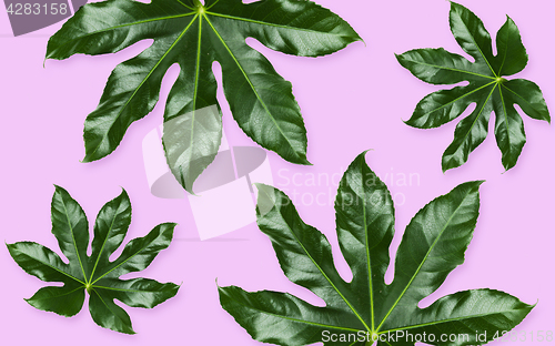 Image of green leaves on violet background