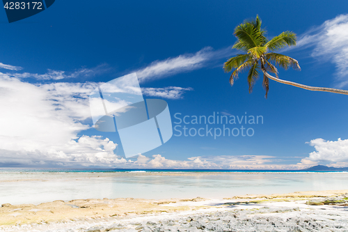 Image of island beach in indian ocean on seychelles