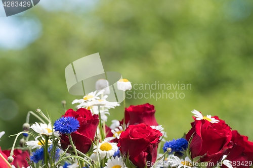 Image of Colorful summer flowers 