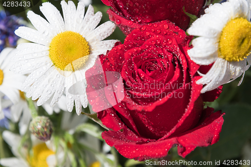 Image of Red rose and daisies with dew drops