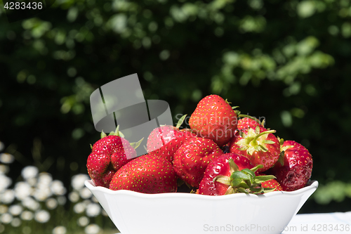 Image of Fresh strawberries in a  bowl in a garden