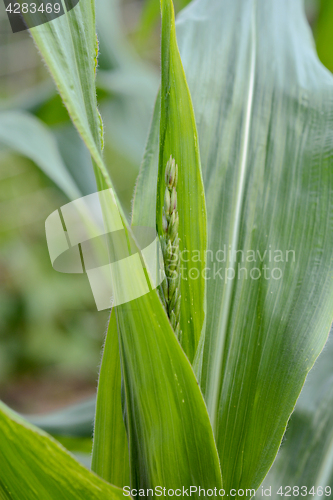 Image of Immature tassel growing on a sweetcorn plant