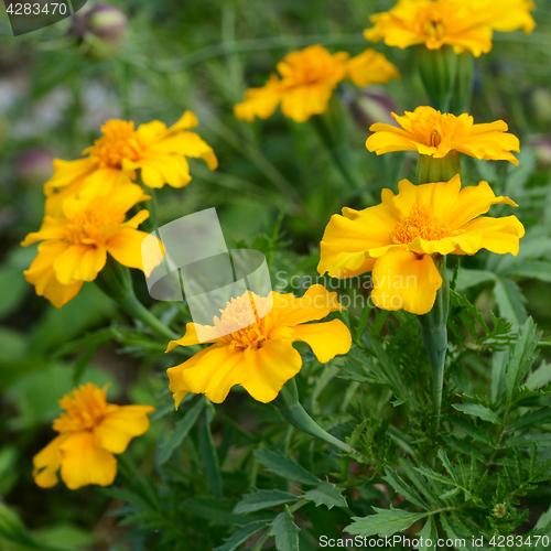 Image of Yellow marigold flowers