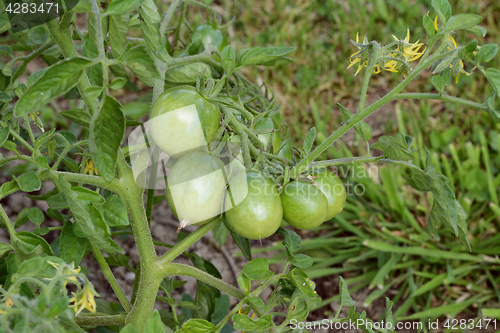 Image of Five green tomatoes growing on the vine