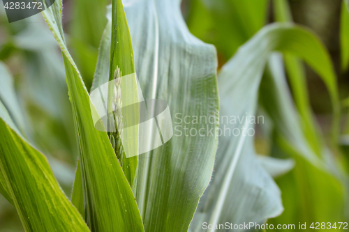 Image of Maize plant with tassel and broad green foliage