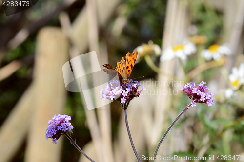 Image of Comma butterfly drinking nectar from purple verbena flowers