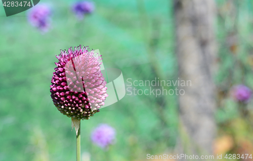 Image of Large sphaerocephalon allium flower