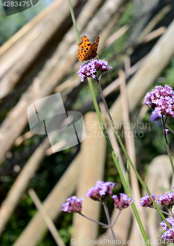 Image of Comma butterfly drinking nectar from verbena flowers