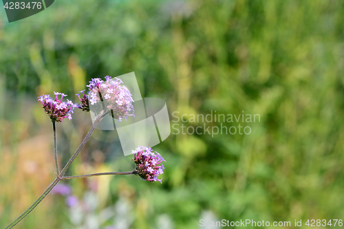 Image of Three purple verbena flower heads 