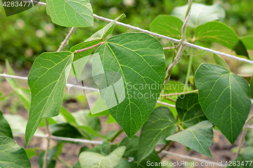 Image of Large green runner bean vine leaves